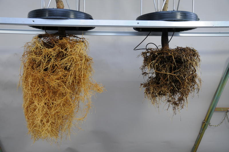 Ca deficiency - citrus roots.jpg