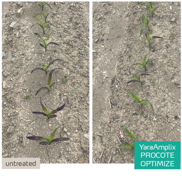 procote optimize trial in corn