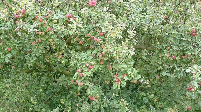 heavy fruit loads encourage biennial bearing