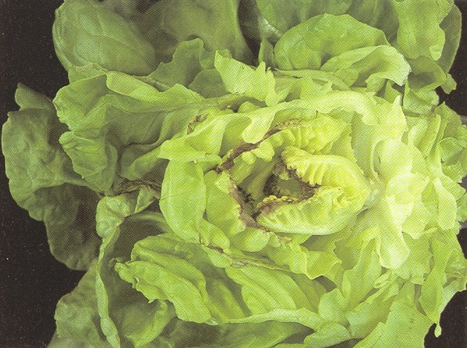 Calcium deficiency lettuce2Bull.jpg