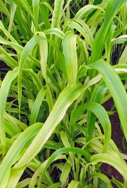 iron deficiency in turf