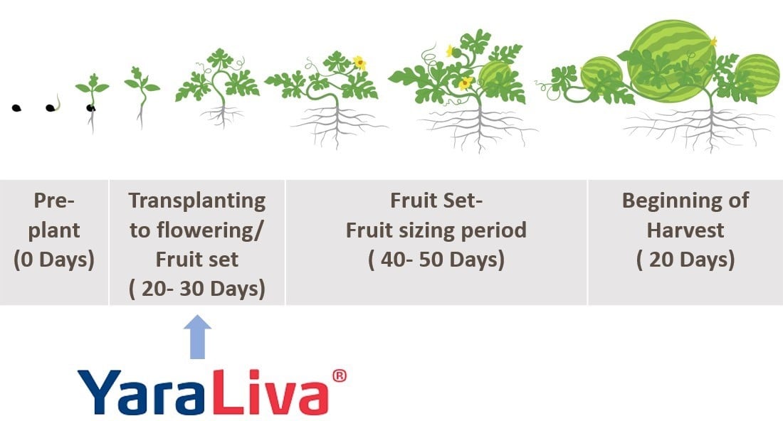 watermelon growth stages yaraliva.jpg