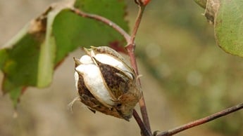 cotton boll