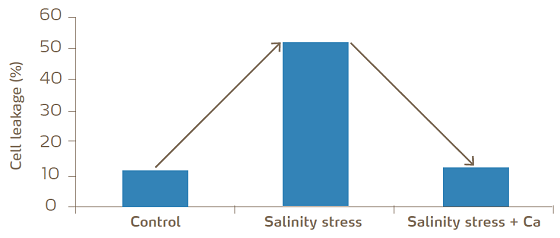 graph-cell-leakage-salinity-calcium.png