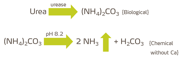 fig1 - urea-urease-AMcarbonate-AMgas.png
