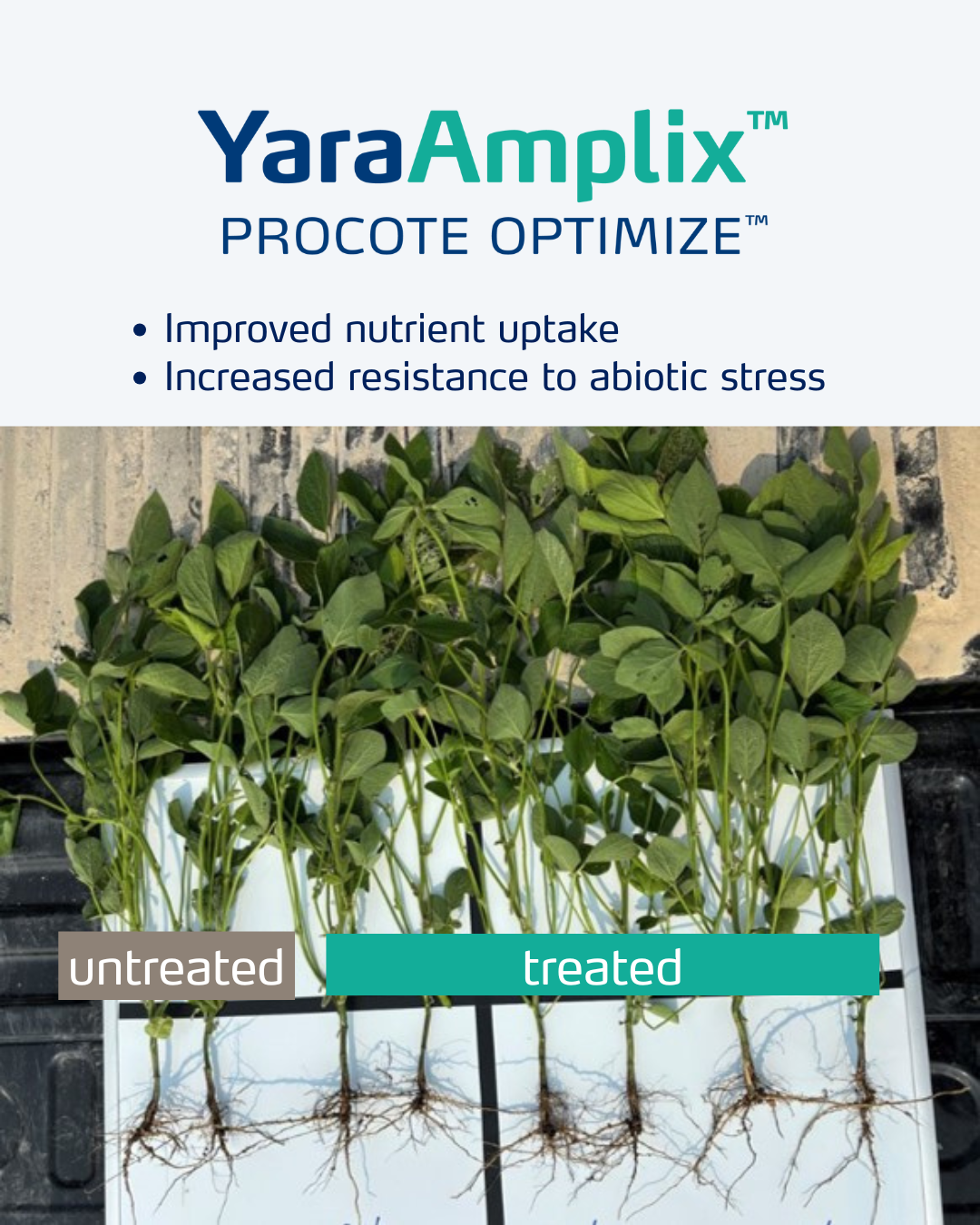 procote optimize social media