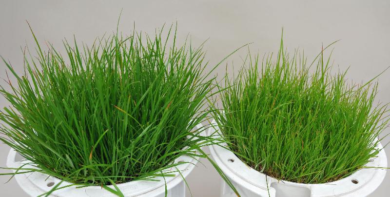 nitrogen deficiency in turf