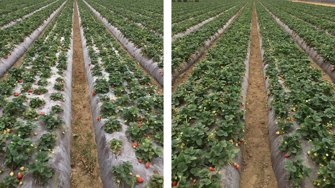 AN vs CN on strawberries