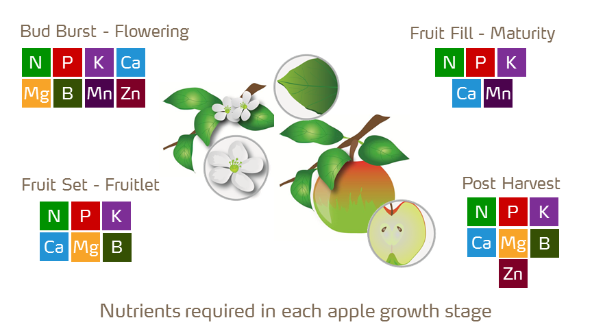 apple plant illustration