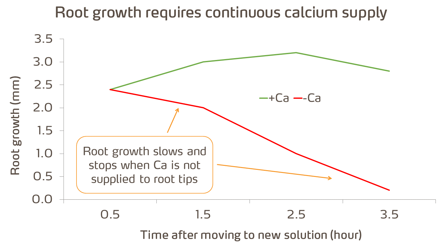 root growth and calcium graph.png