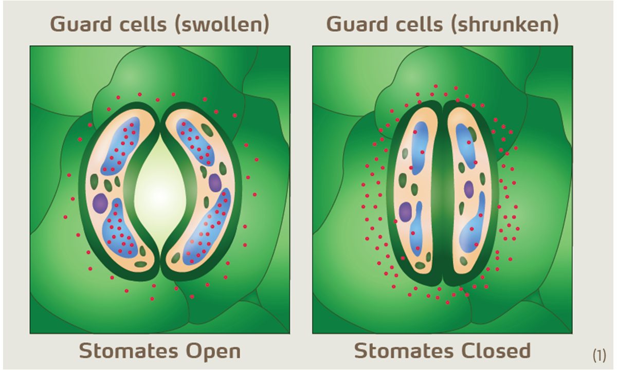 stomates illustration with footnote.png