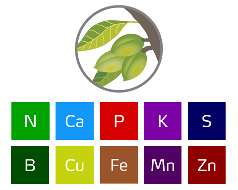 role of nutrients by almond growth stage