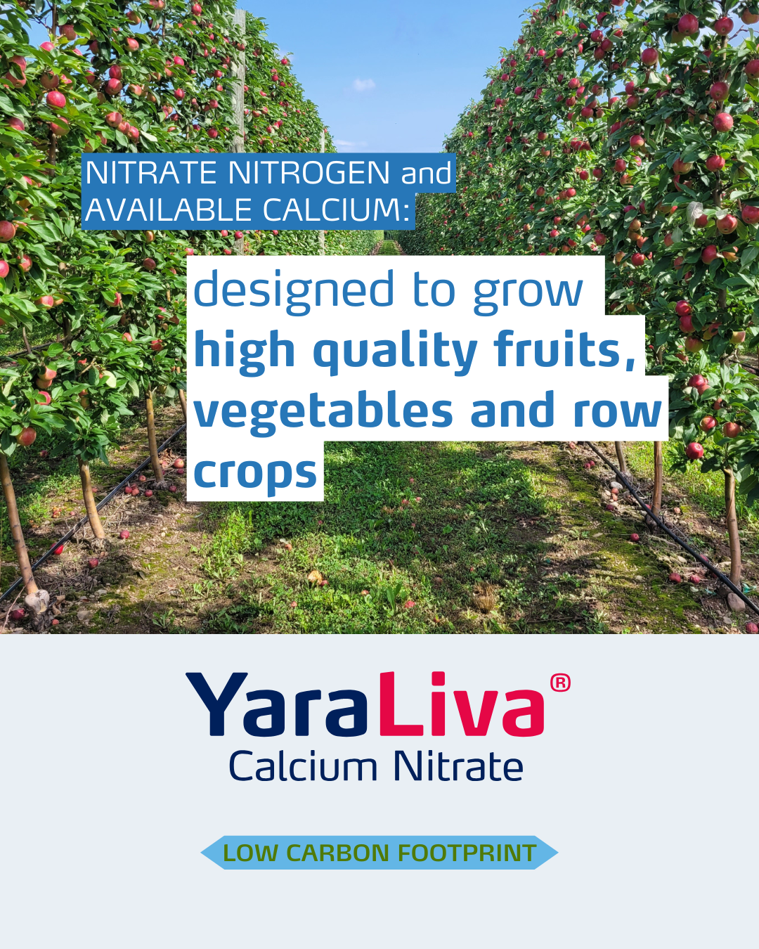 yaraliva social media