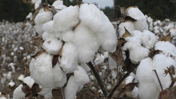 cotton plant