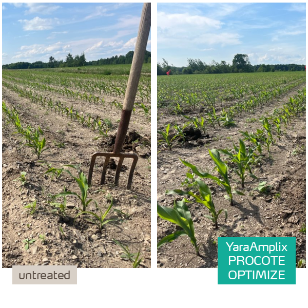procote optimize trial in corn