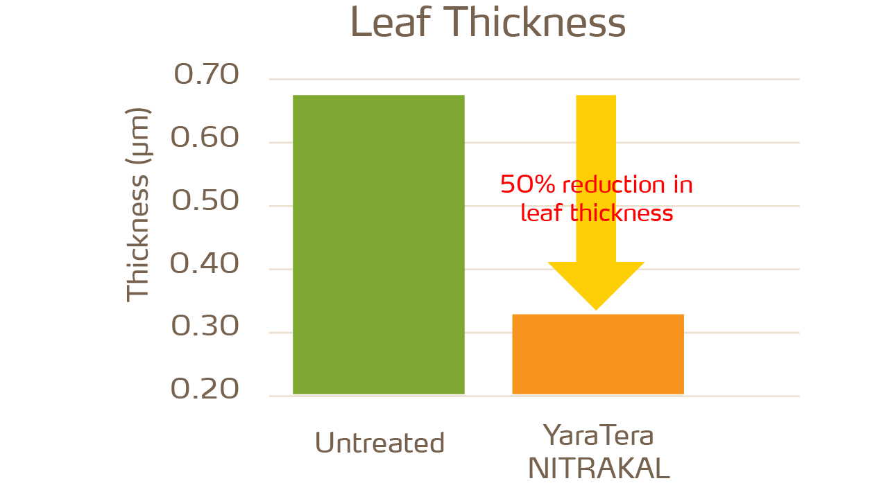 yaratera-nitrakal-graph-2020-10-05-1280x720-leaf-thickness.png