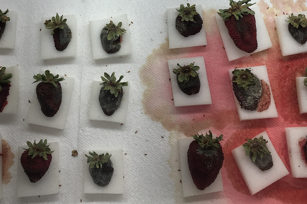 strawberry leak and rot