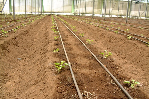 melon row spacing