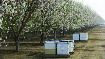pollination in almonds