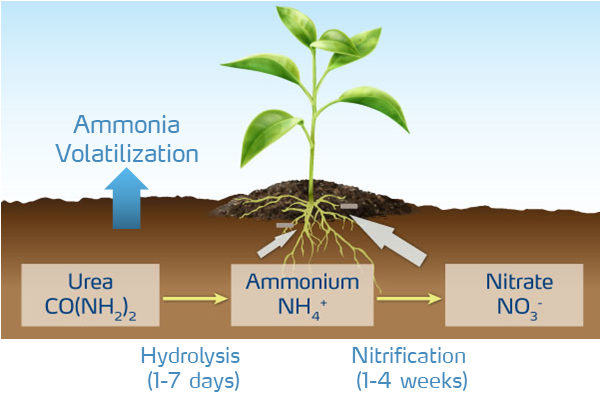 hydrolysis and nitrification illustration