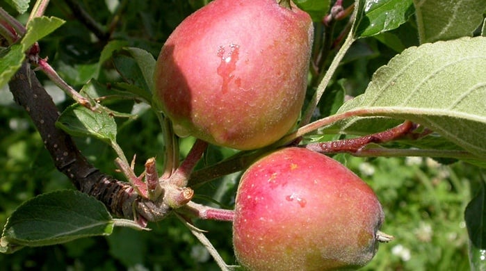 fruit thinning encourages larger, even sized fruit