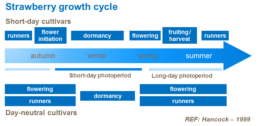 Strawberry growth cycle