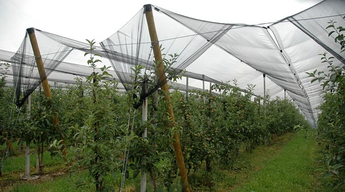 netting protects fruit from hail damage