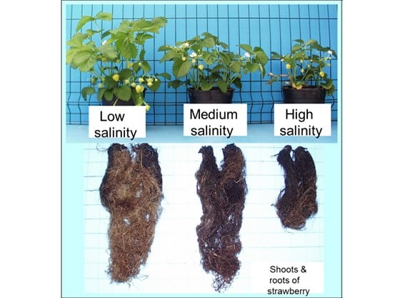 Salinity Shoots and Roots.jpg