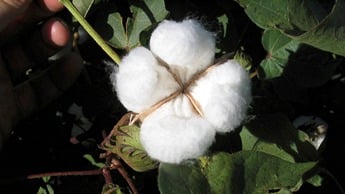 cotton boll stage