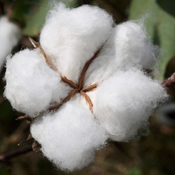 cotton boll