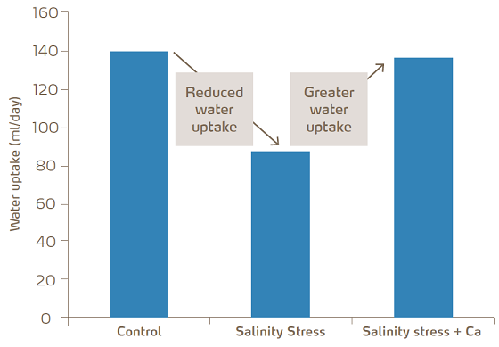 graph-water-uptake-salinity-calcium.png