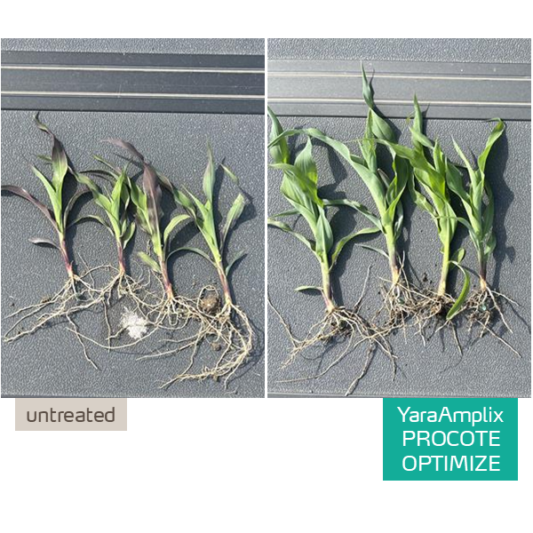 procote optimize in corn