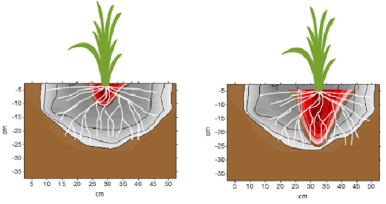 P uptake - wetted bulbs.png