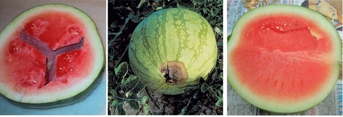 watermelon fruit defects.jpg