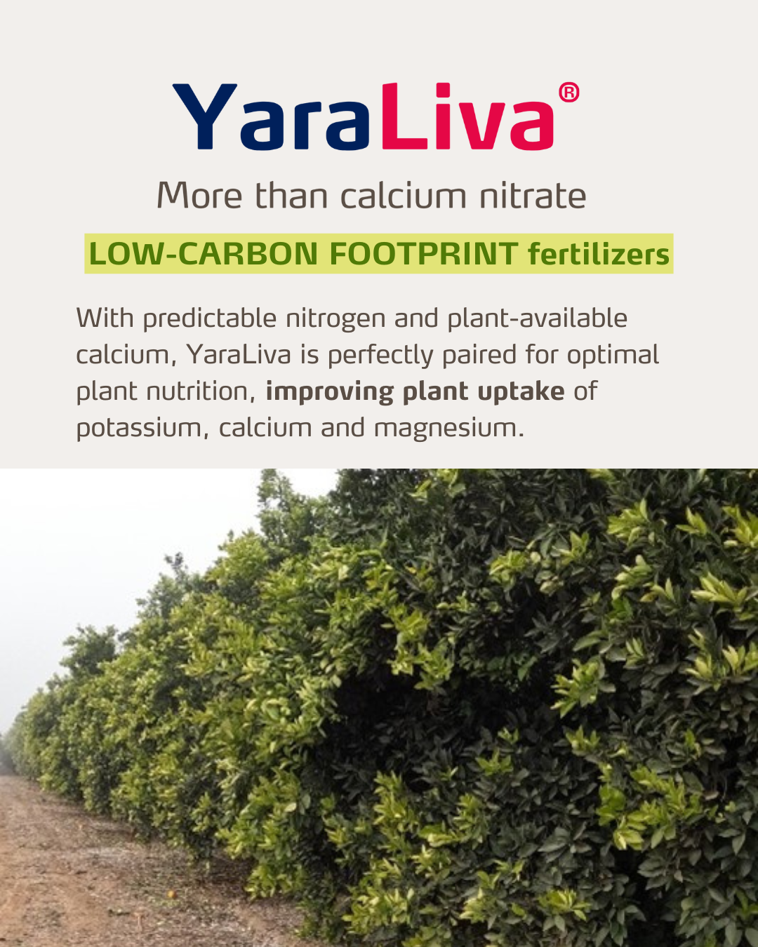 yaraliva social media