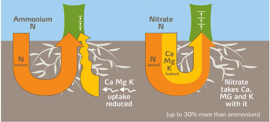 nitrate promotes nutrient balance.png