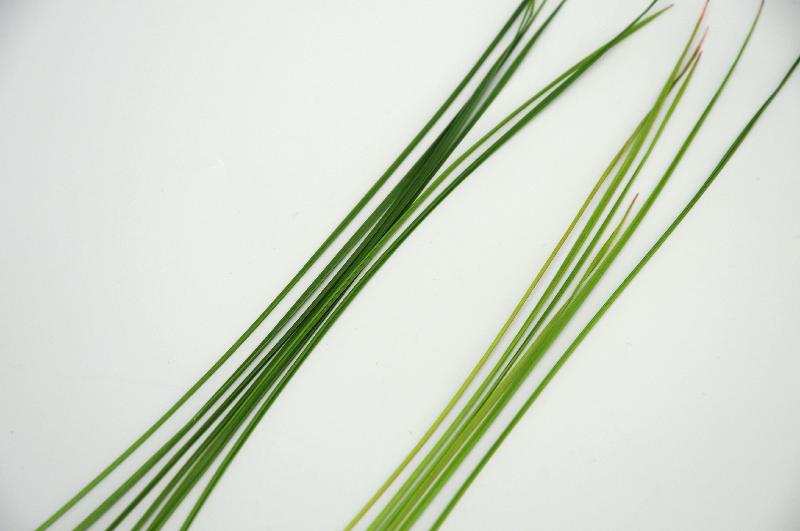 sulfur deficiency in turf