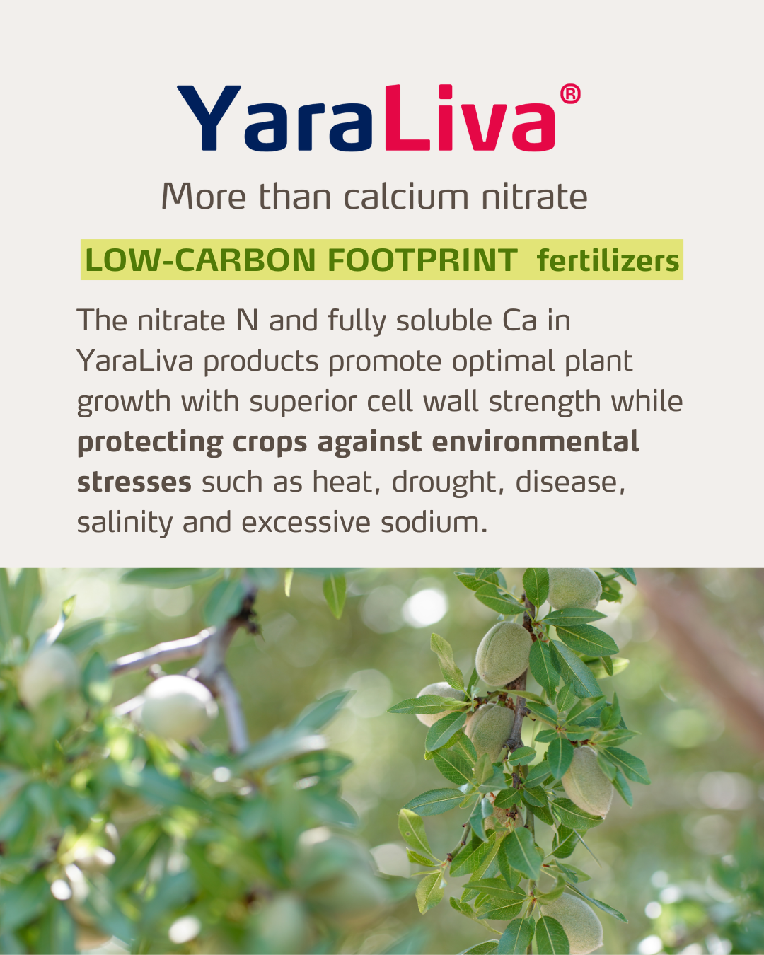 yaraliva social media