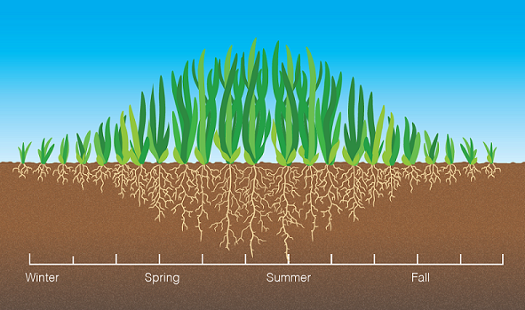 warm season turfgrass illustration_cropped.png