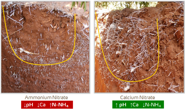 citrus root growth with yaraliva calcium nitrate.png
