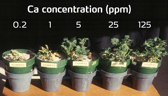 potato plants - Ca concentration.jpg