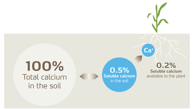 potato calcium in soil illustration.png