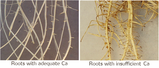 roots - calcium supply.png