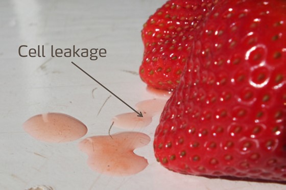 Salinity Cell lickage.jpg