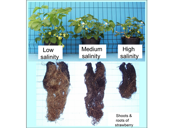 salinity-on-srawberry-plants.png