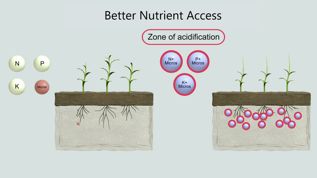 procote better nutrient access