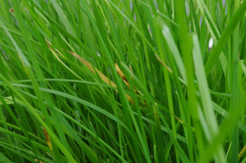 potassium deficiency in turf