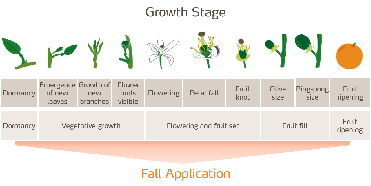 citrus growth stages