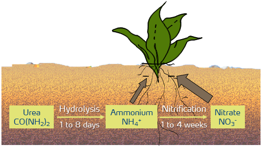 hydrolysis nitrification urea-nitrate.png