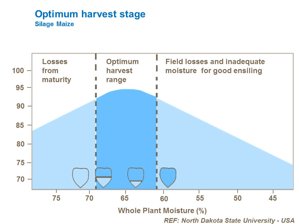 Optimum harvest stage for silage maize